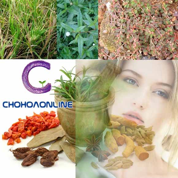 Cây Kè Nhật Trồng Chậu Phối Kết (mix nhiều loại)
