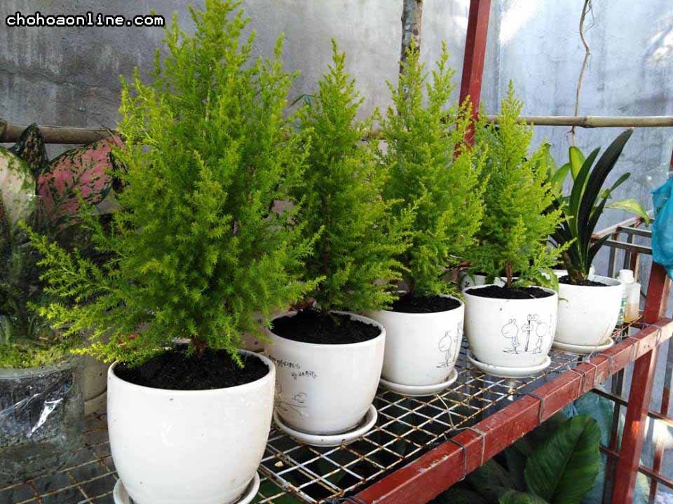 Cây Kè Nhật Trồng Chậu Phối Kết (mix nhiều loại) 3