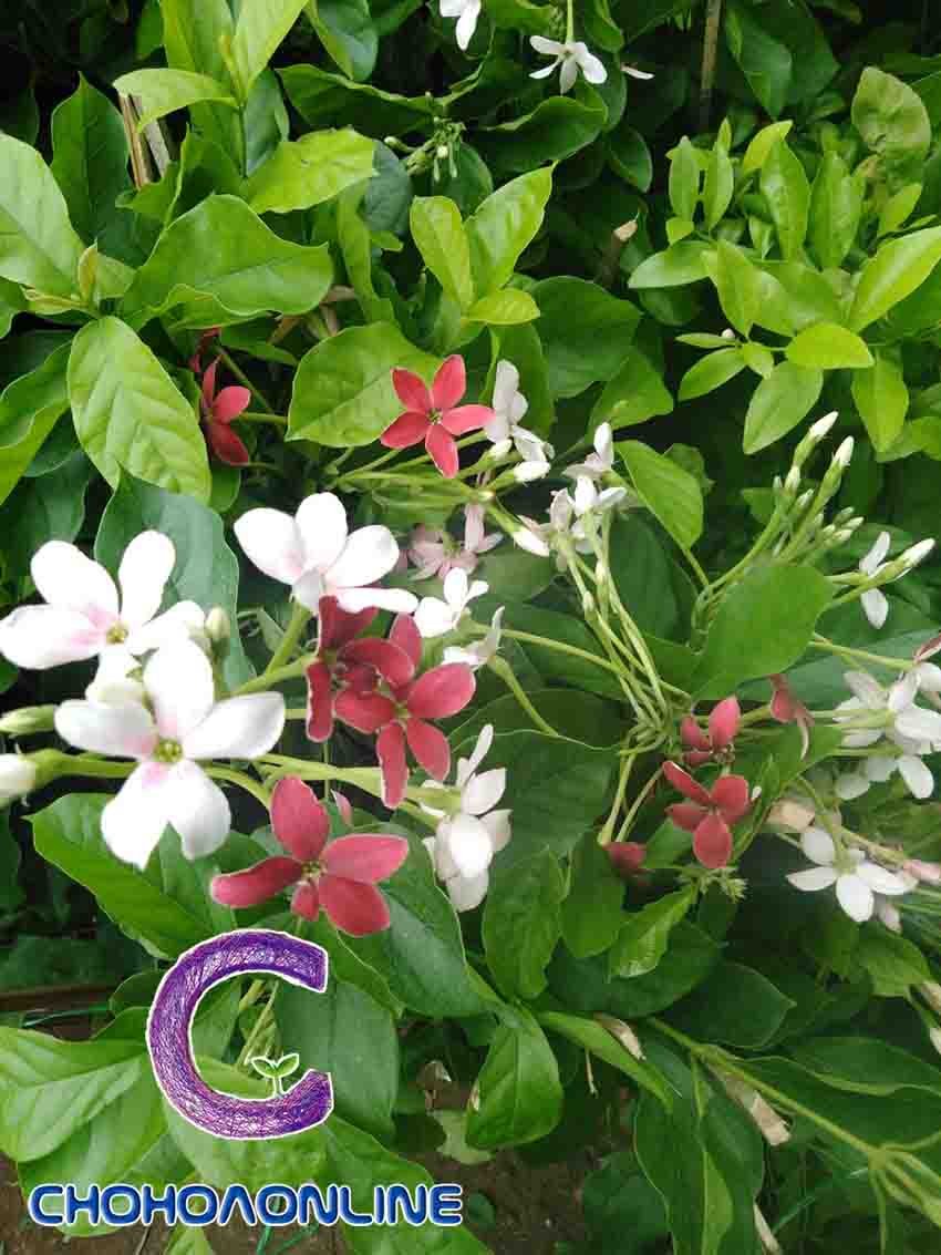 Tro Trấu Trồng Cây