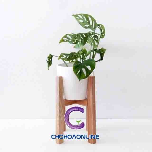 Tro Trấu Trồng Cây