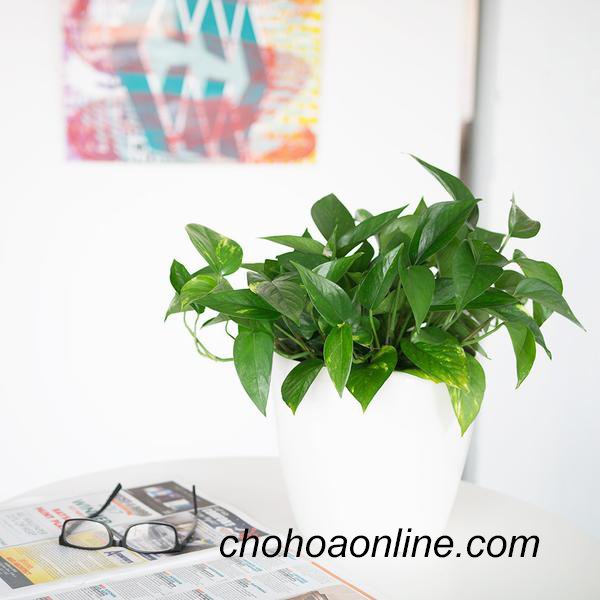 Tro Trấu Trồng Cây 2