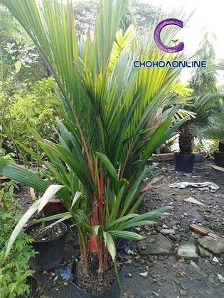 Cây Cỏ Gương Để Bàn