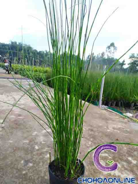 Cây Hoa Ban Mai Xanh