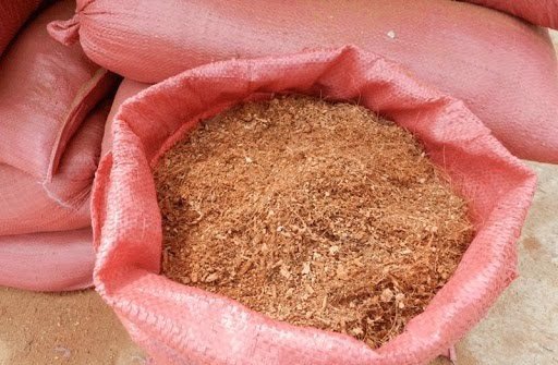Cây Dương Xỉ Lá Nhún