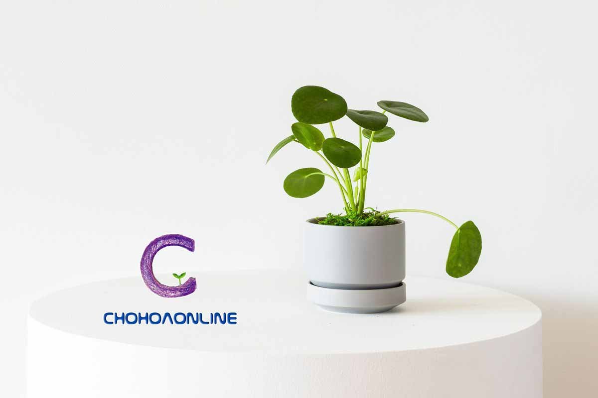 Cây Trường Sinh Cẩm Thạch