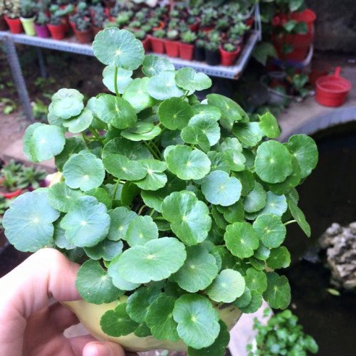 Cây Trường Sinh Cẩm Thạch 2