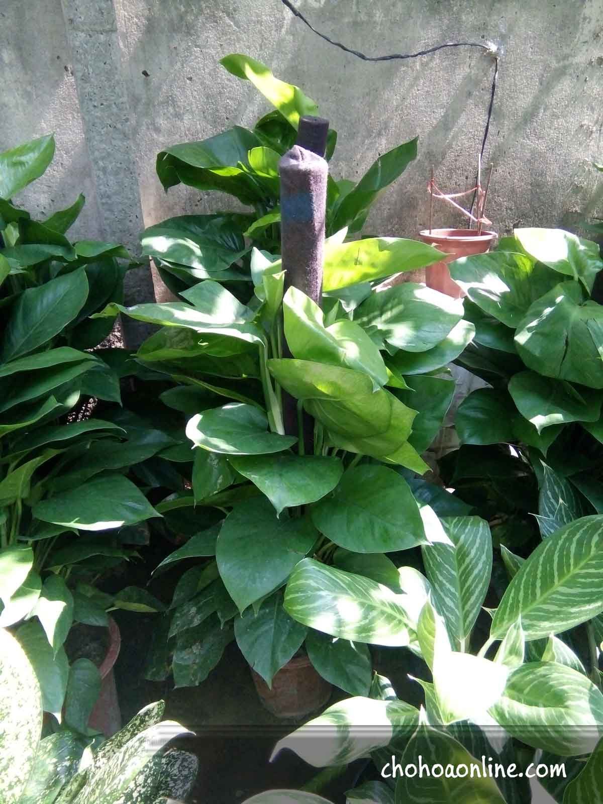 Cây Trường Sinh Cẩm Thạch Chậu Treo 2