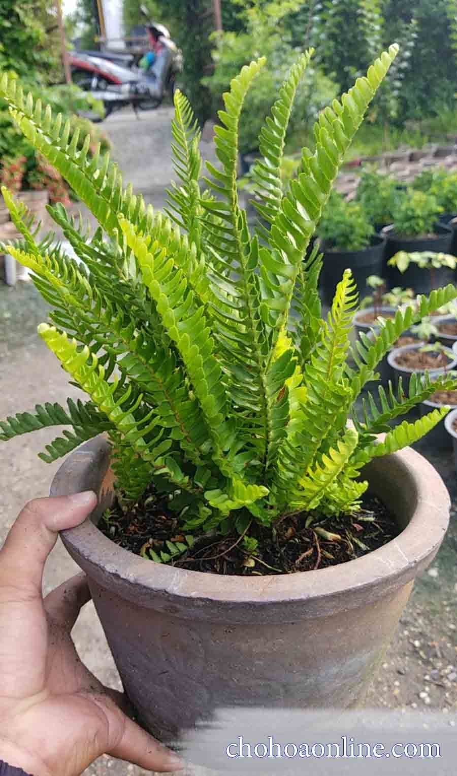 Bụi Cây Cau Kiểng Vàng 2
