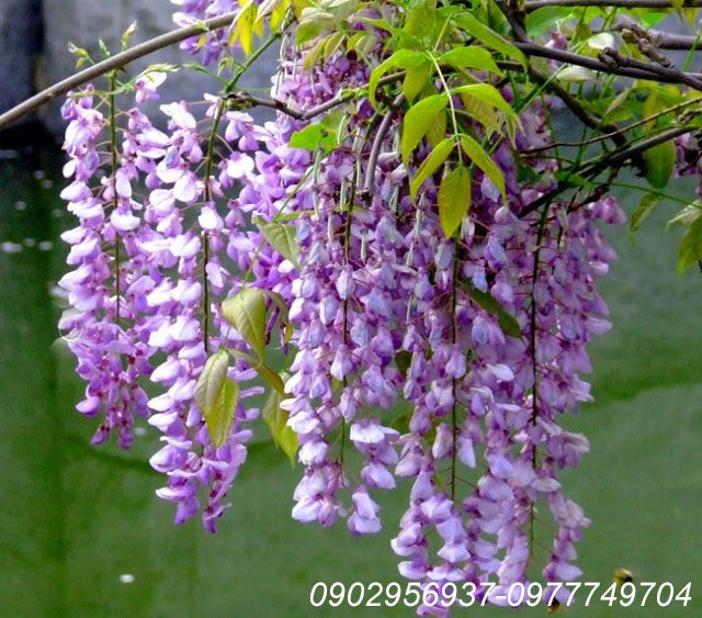 Chậu Cỏ Đồng Tiền Thủy Sinh 3