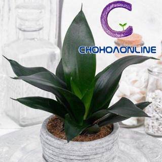 Chậu Cỏ Đồng Tiền Thủy Sinh