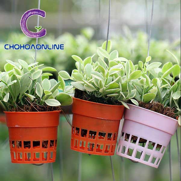 Cây Chanh Bắc