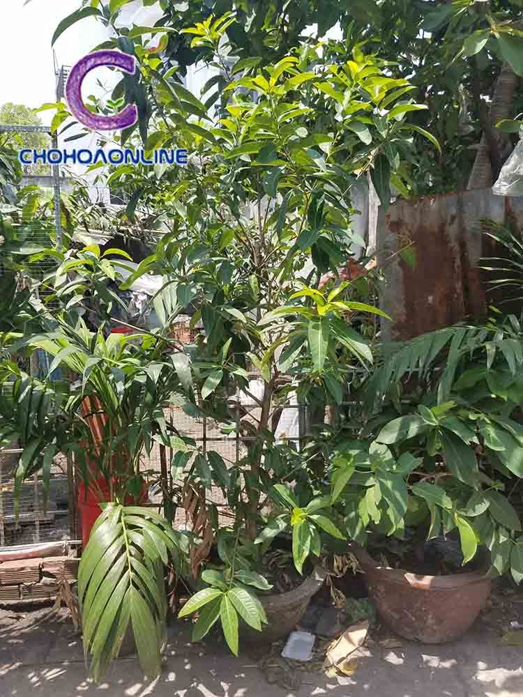 Cây Trầu Bà Thái Vàng Để Bàn