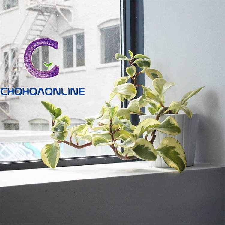 Cây Hồng Môn Thủy Sinh
