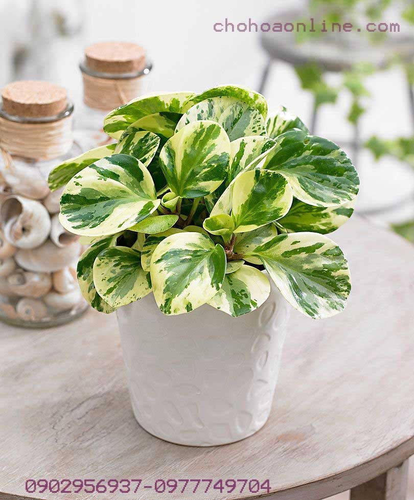 Cây Hồng Môn Thủy Sinh 2
