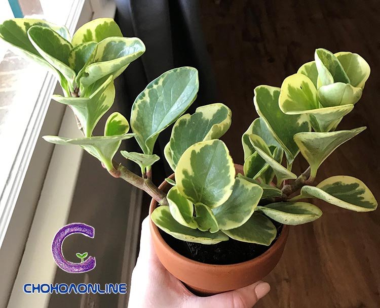Cây Hồng Môn Thủy Sinh
