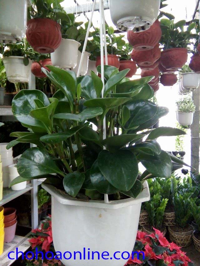 Cây Hồng Môn Thủy Sinh 3