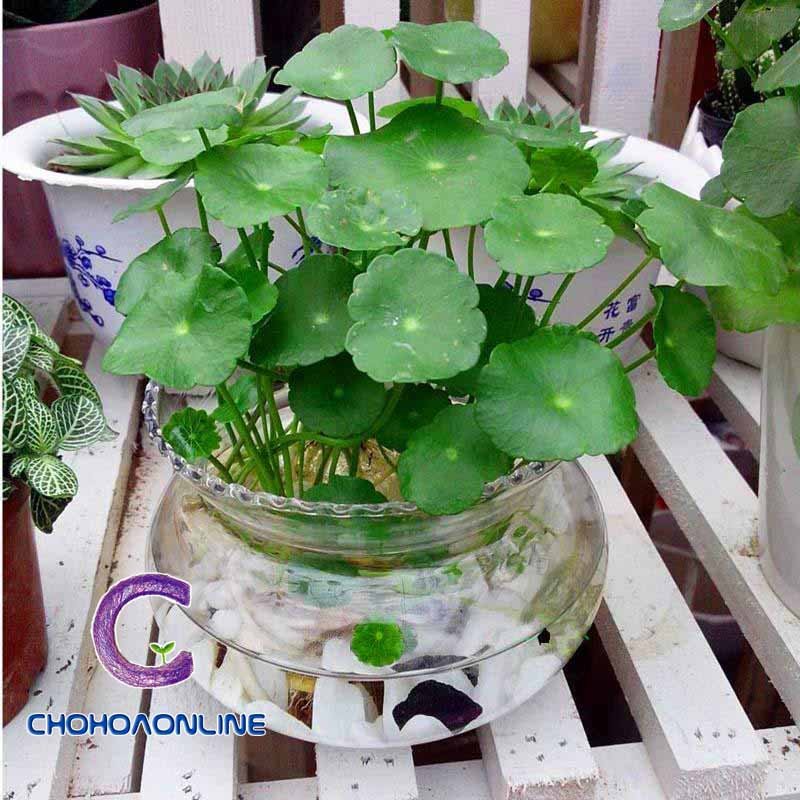 Cỏ Lan Chi Trồng Nước