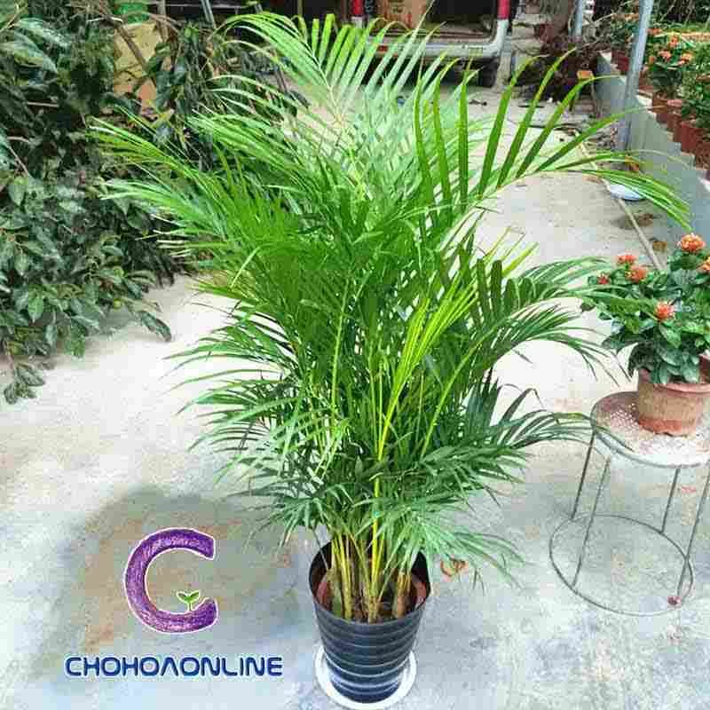 Cỏ Lan Chi Trồng Nước