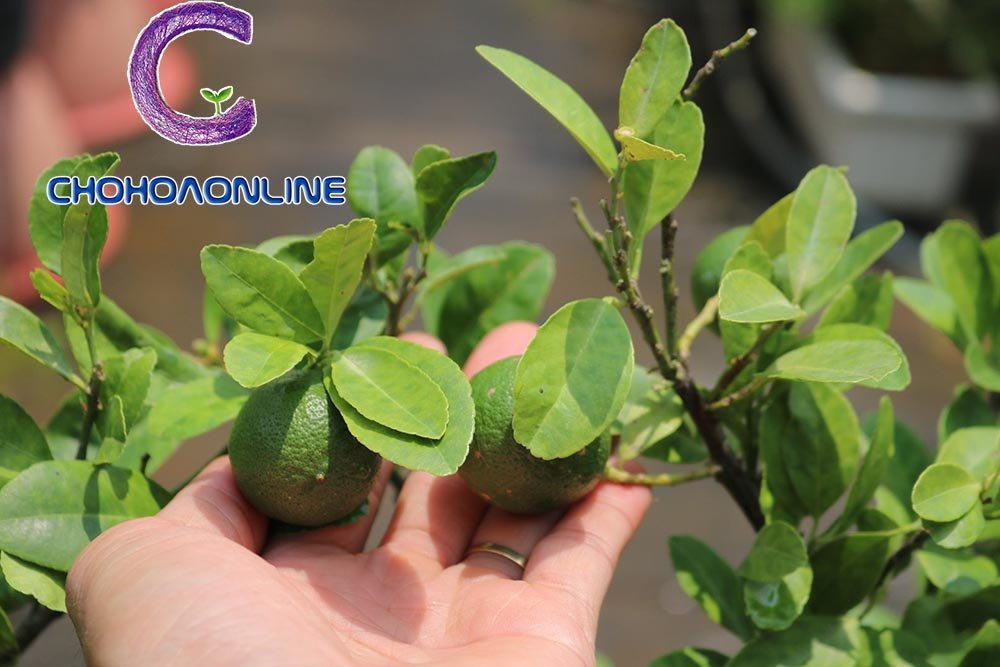Cây Xương Rồng Tai Thỏ