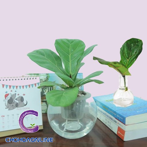 Cây Đô La Bạc Lá Táo