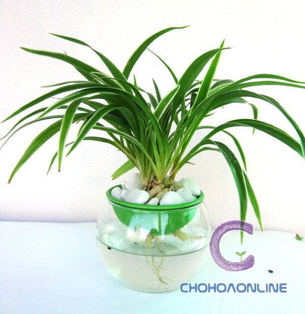 Cây Đô La Bạc Lá Táo