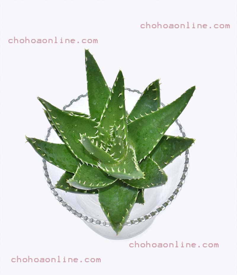 Cây Cherry Nam Mỹ (cherry quả khía) 2