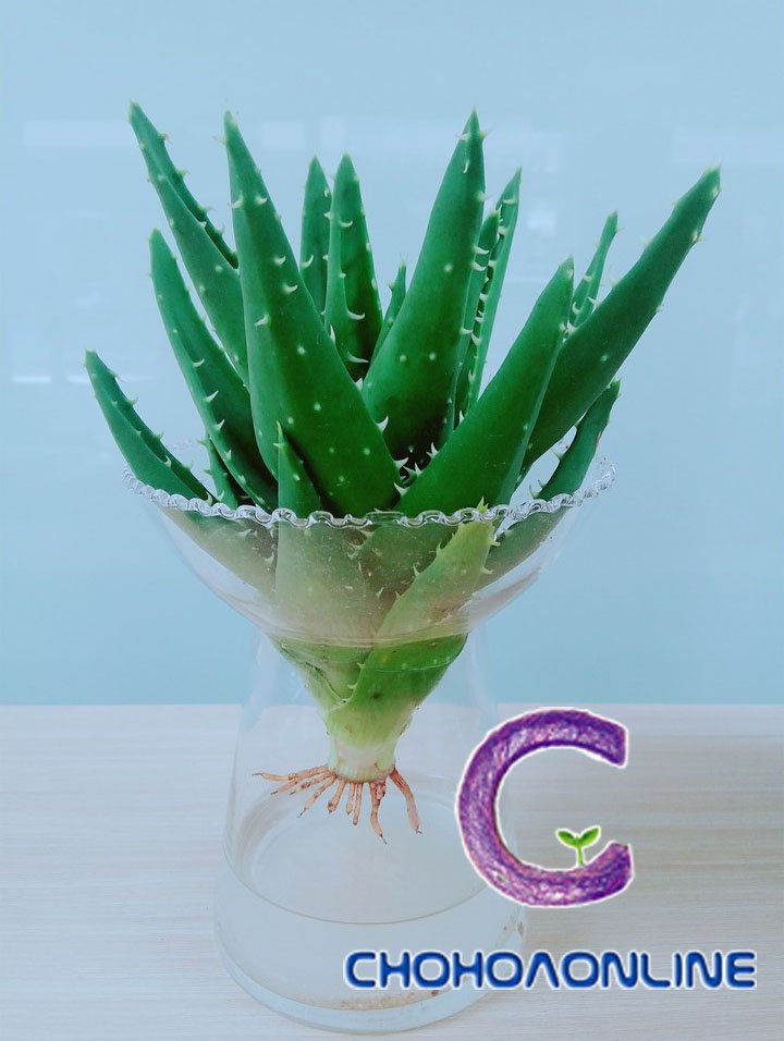 Cây Cherry Nam Mỹ (cherry quả khía)