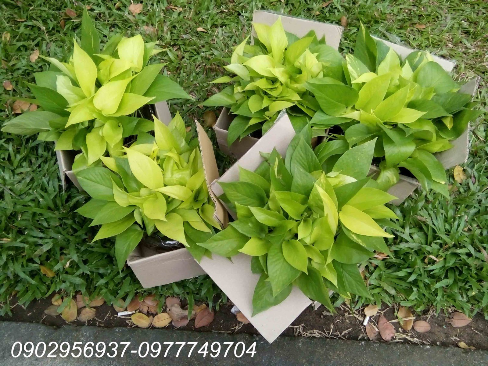 Cây Cherry Nam Mỹ (cherry quả khía) 2