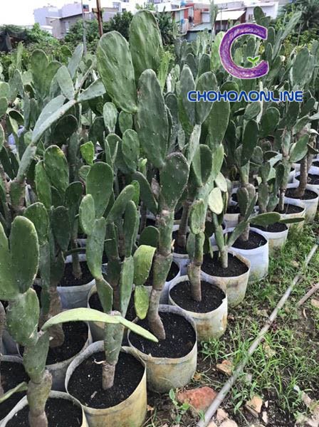 Bán Cây Mận Lý Trưởng Thành HCM