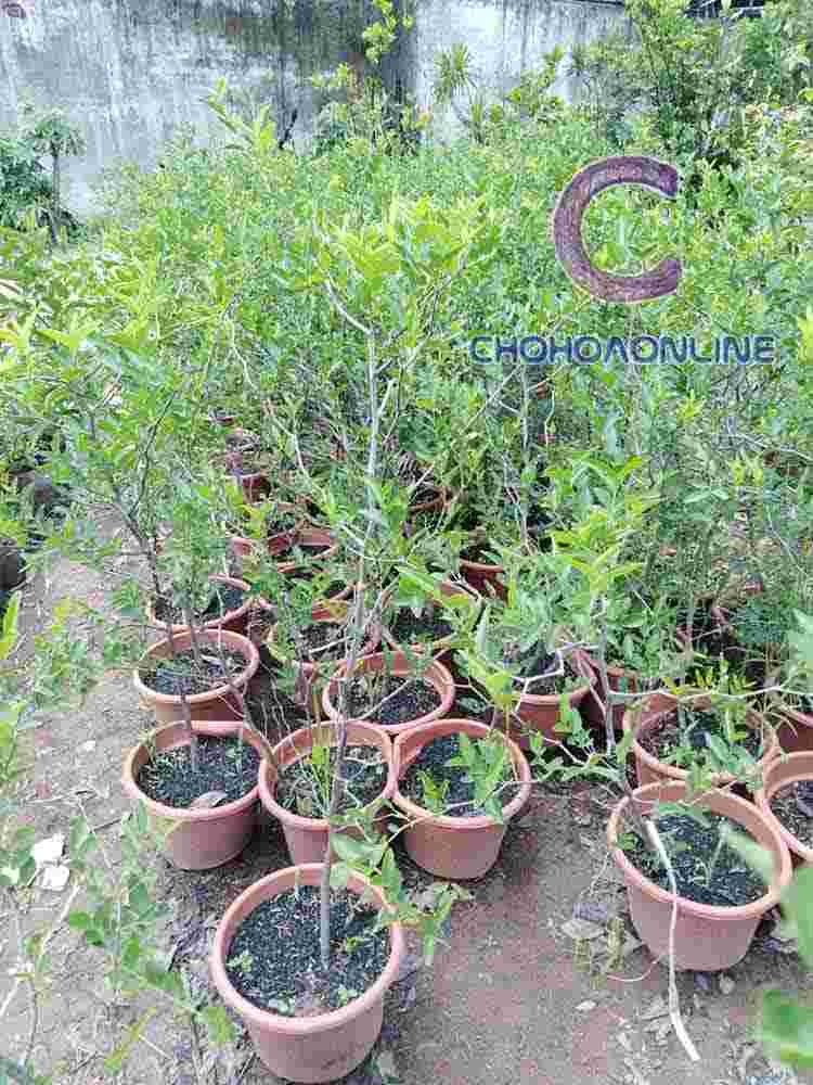 Cây Hoa Giấy Cẩm Thạch