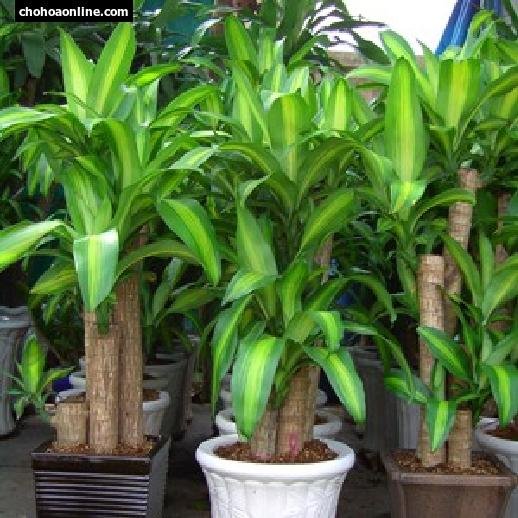 Cây Hoa Giấy Cẩm Thạch 3