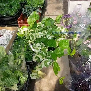 Cây Huyền Trân Công Chúa