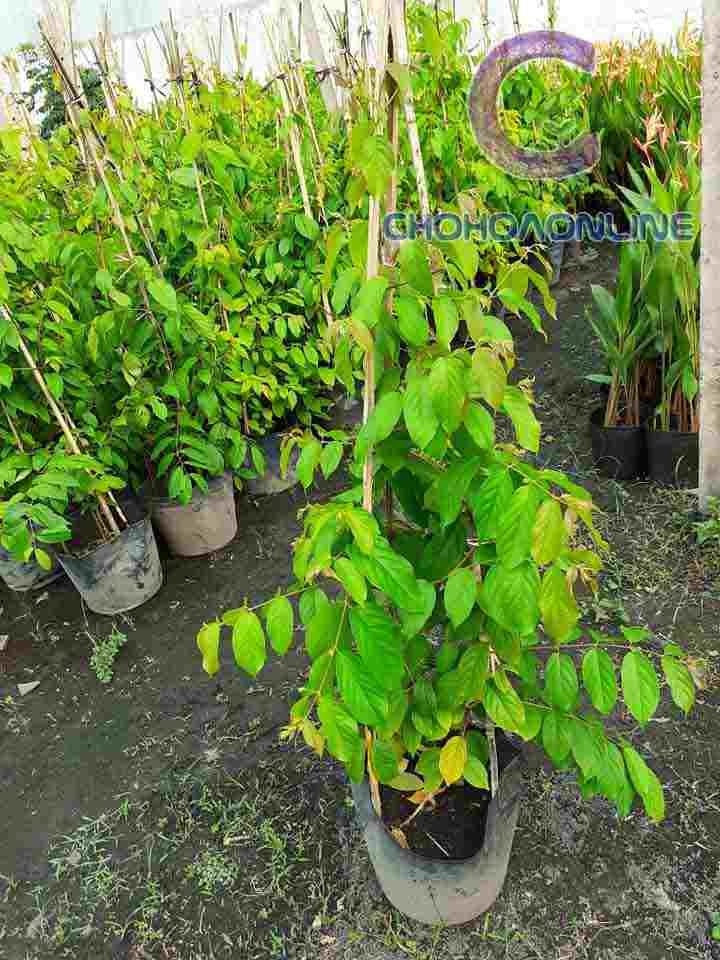 Cây Huỳnh Liên Một Cốt (tree)