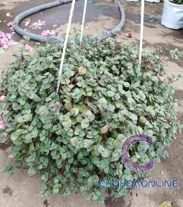 Cây Dương Xỉ Phúc Lộc