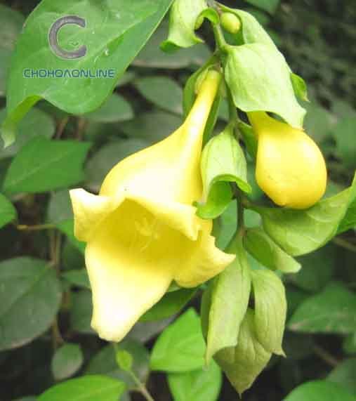 Phân Hữu Cơ Humic