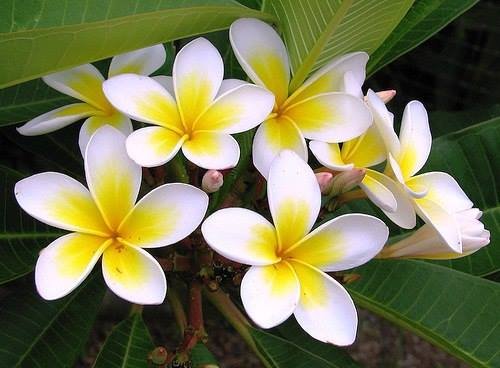 Phân Hữu Cơ Humic 3