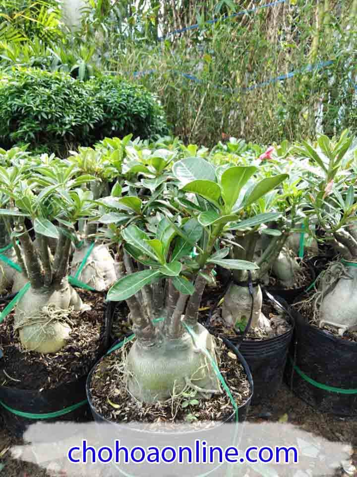 Phân Hữu Cơ Humic 2