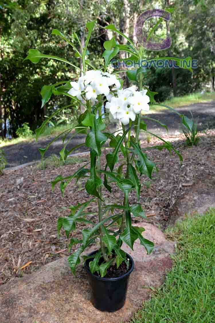 Phân Hữu Cơ Humic