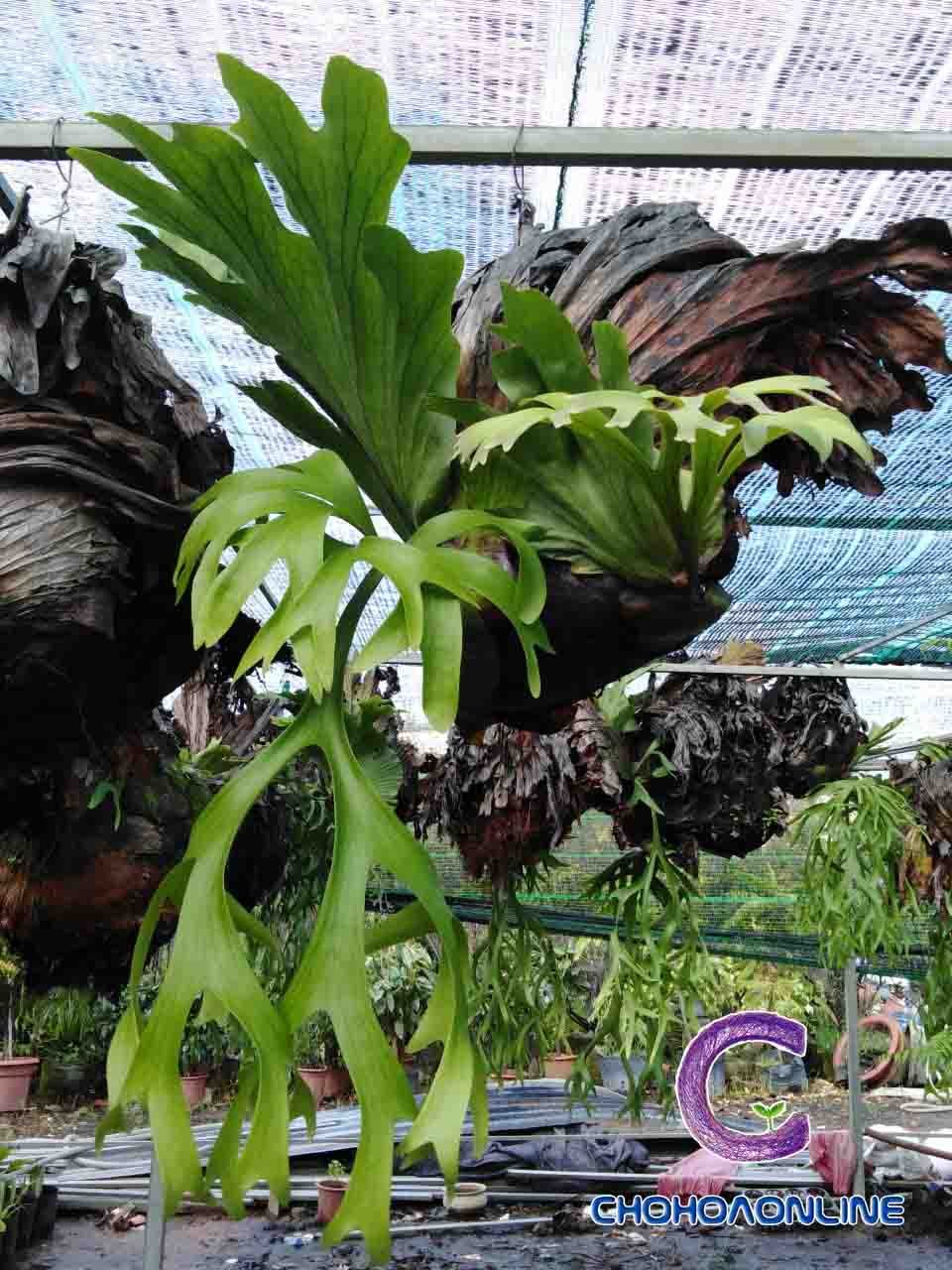 Bắp Đỏ Nữ Hoàng 2