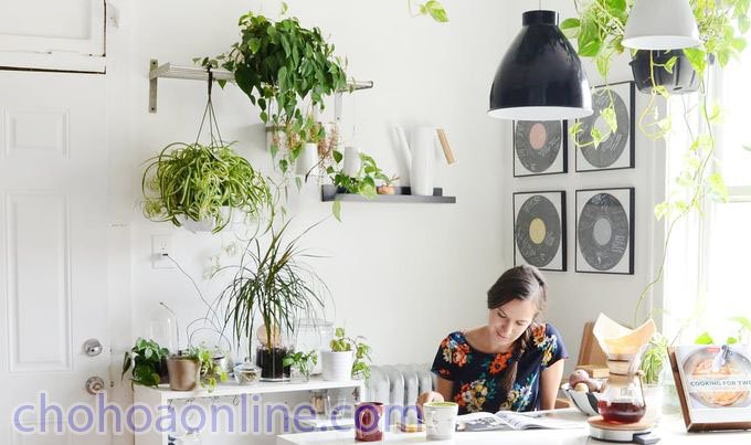 Bắp Đỏ Nữ Hoàng 3