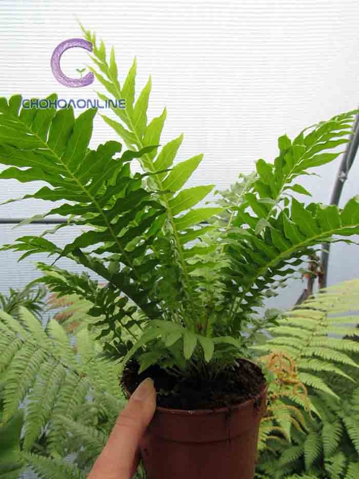 Cây Trúc Thiên Môn Chậu Treo