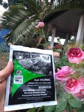 Cây Trà Hoa Nữ 2