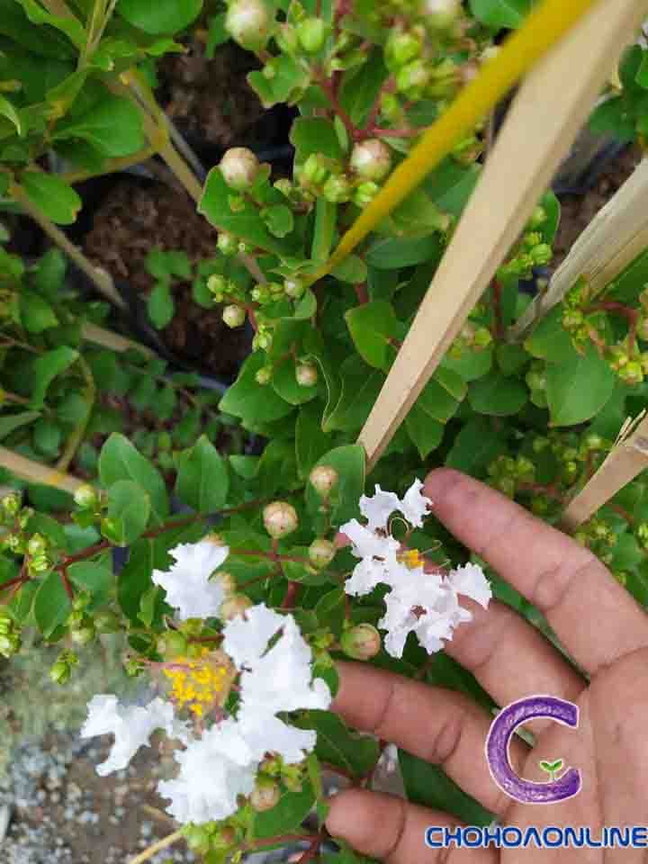 Chậu Treo Trúc Hai Da 3