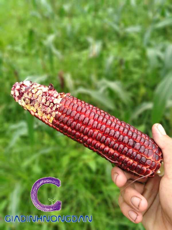 Cây Kè Nhật Trồng Chậu Phối Kết (mix nhiều loại)