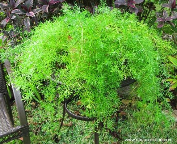 Cây Hoa Lài Thái Thơm 2