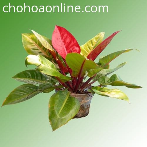 Cây Hoa Lài Thái Thơm 3