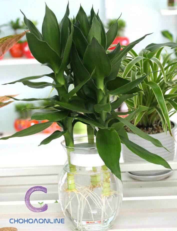 Cây Trâu Cổ (thằn lằn)