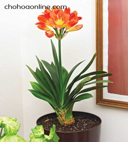 Cây Trâu Cổ (thằn lằn) 3