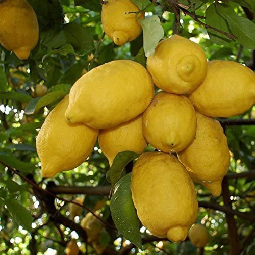 Cây Hoa Sam Cảnh 3