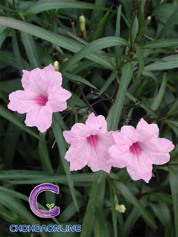 Cây Hoa Sam Cảnh